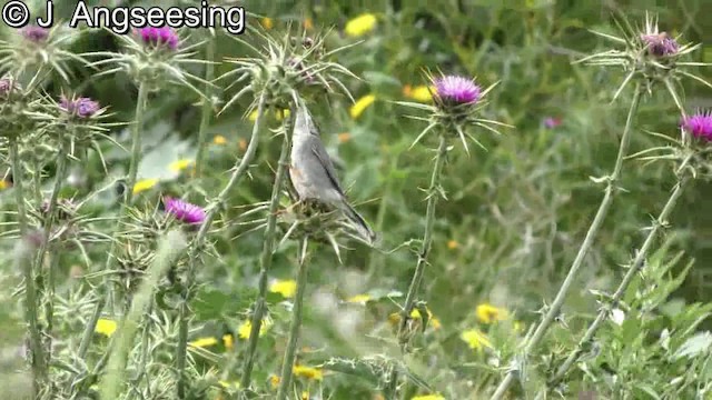 Sardinian Warbler - ML200865201