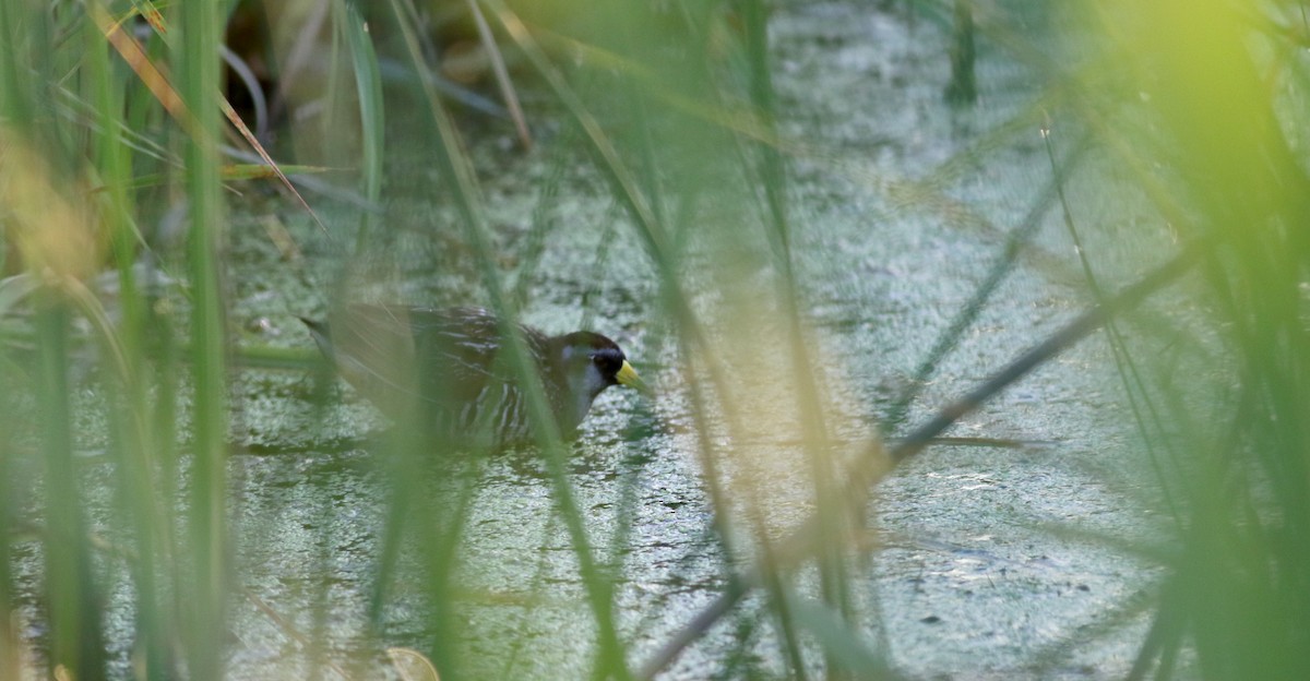 Polluela Sora - ML20086521