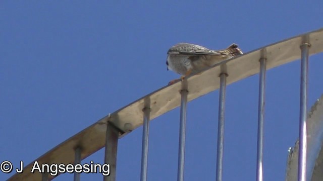 Peregrine Falcon (Barbary) - ML200865231