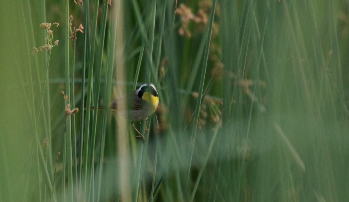 Common Yellowthroat - ML20086531