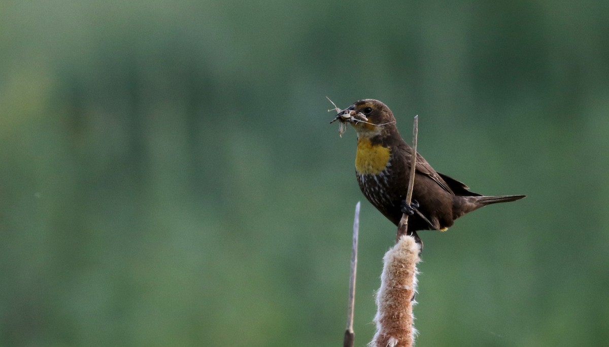 Yellow-headed Blackbird - ML20086551