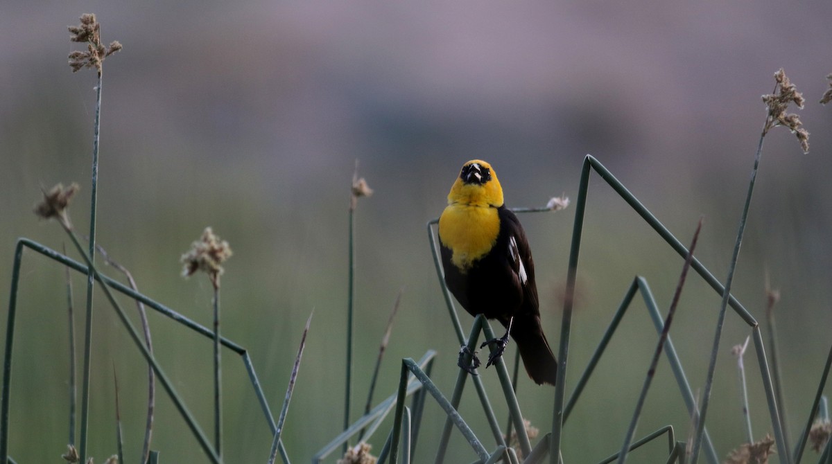 Yellow-headed Blackbird - ML20086561