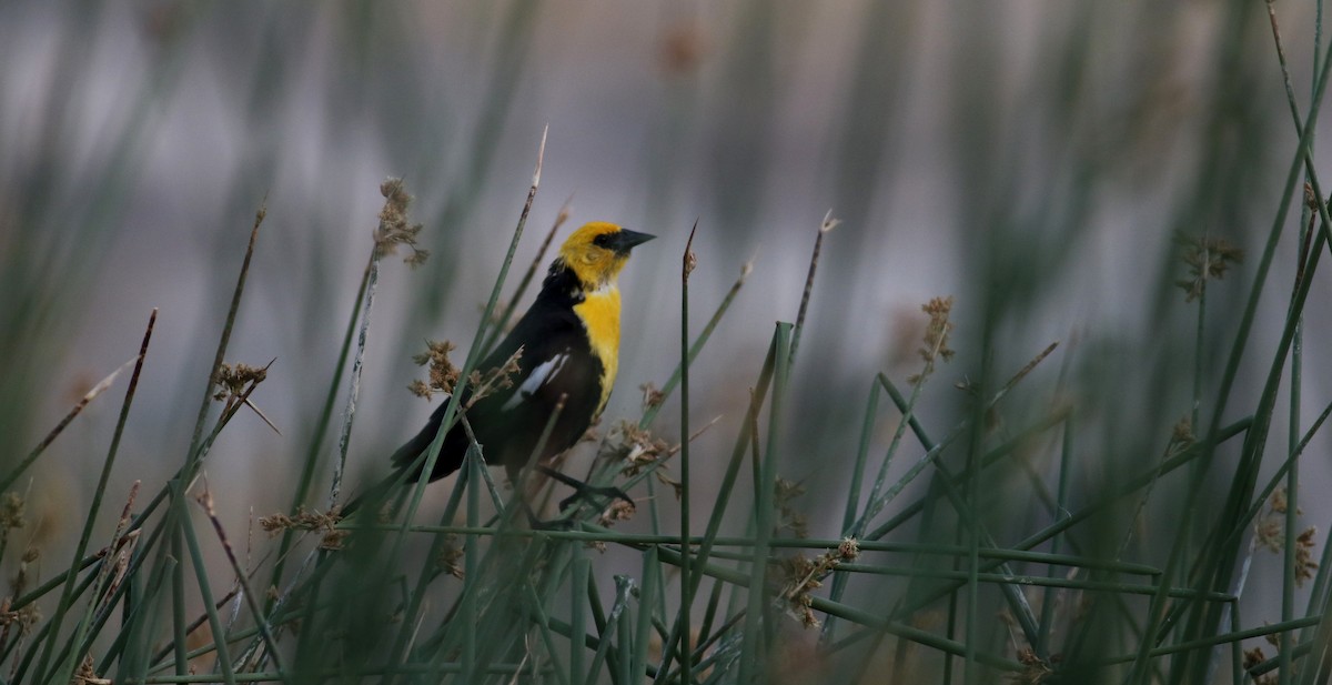 Yellow-headed Blackbird - ML20086571