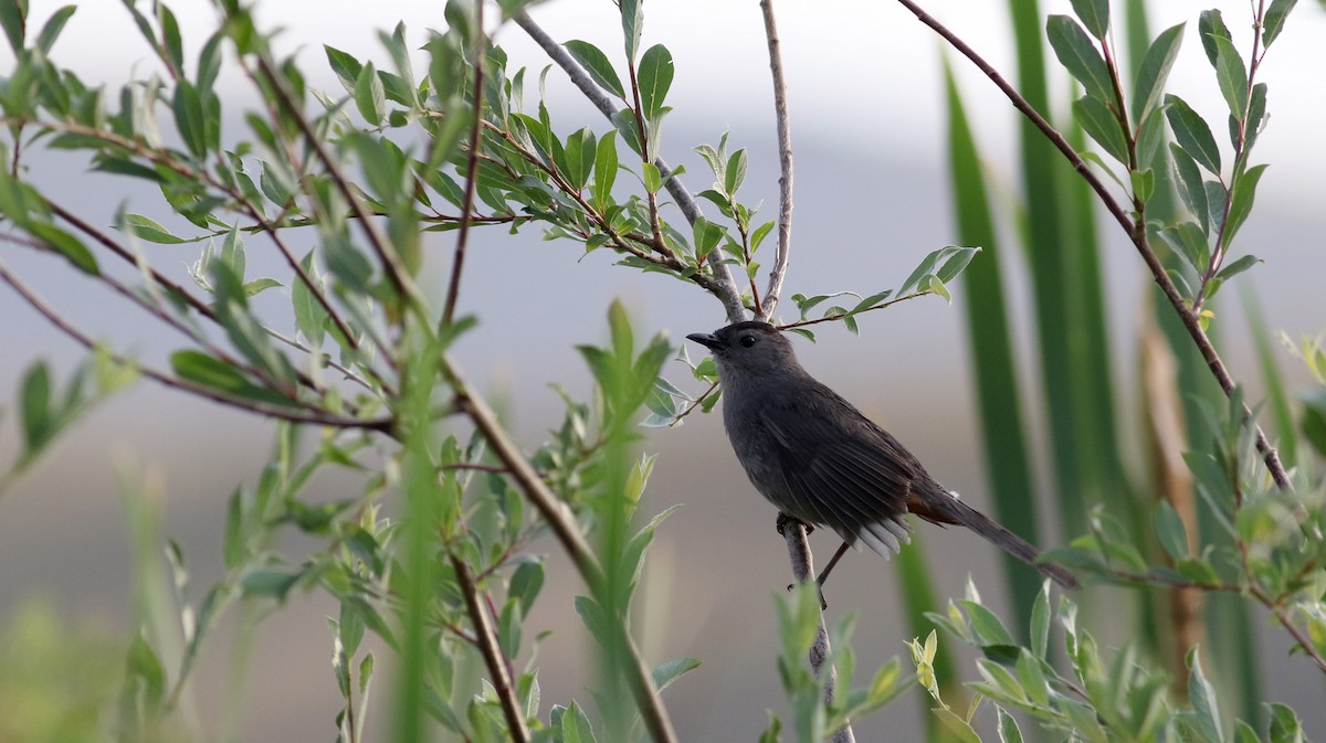 Gray Catbird - ML20086581