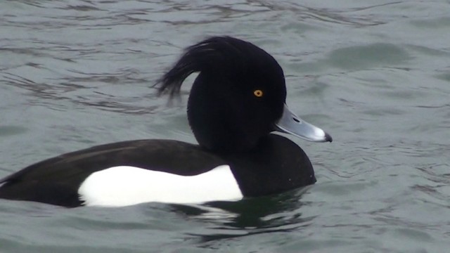 Tufted Duck - ML200865951