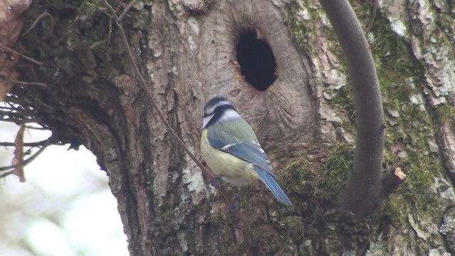 Eurasian Blue Tit - ML200866021