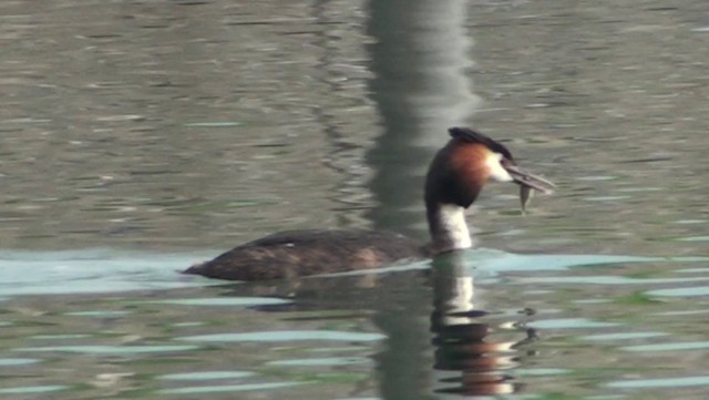 Great Crested Grebe - ML200866101