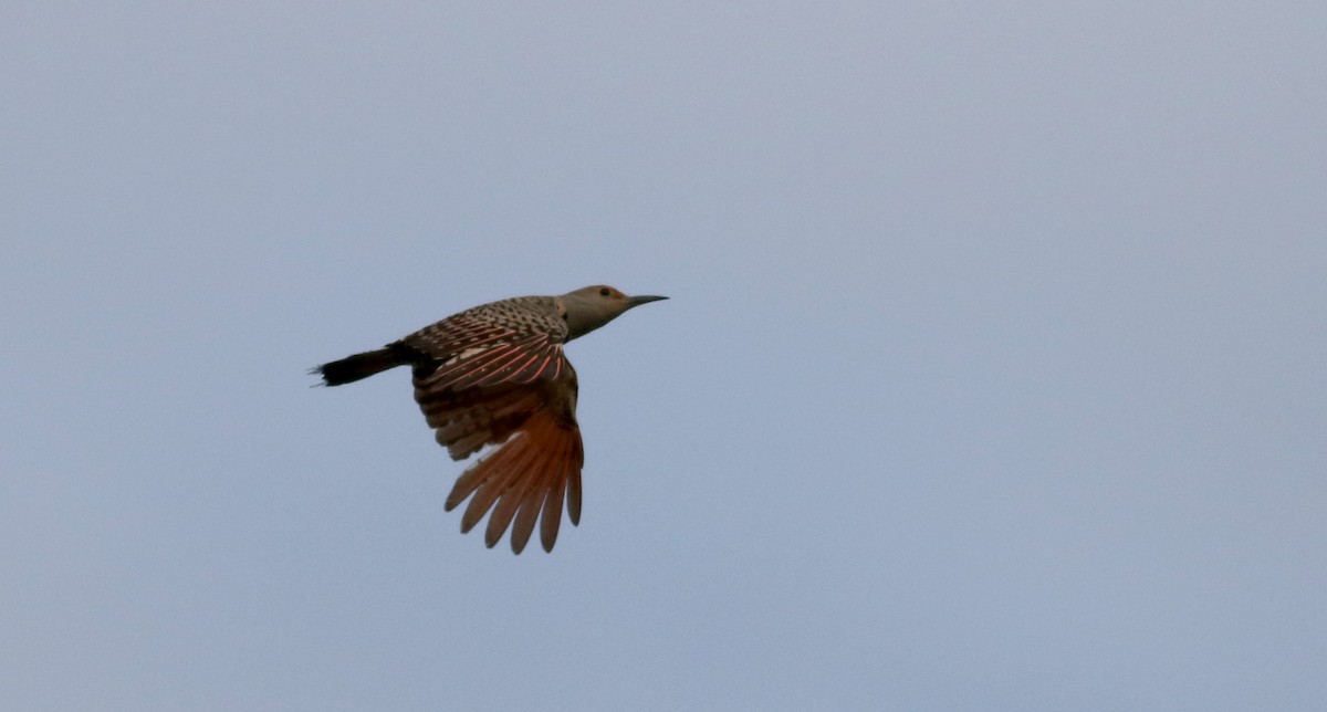 Northern Flicker (Red-shafted) - ML20086611