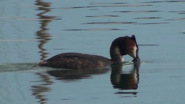 Great Crested Grebe - ML200866111