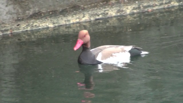 Red-crested Pochard - ML200866131