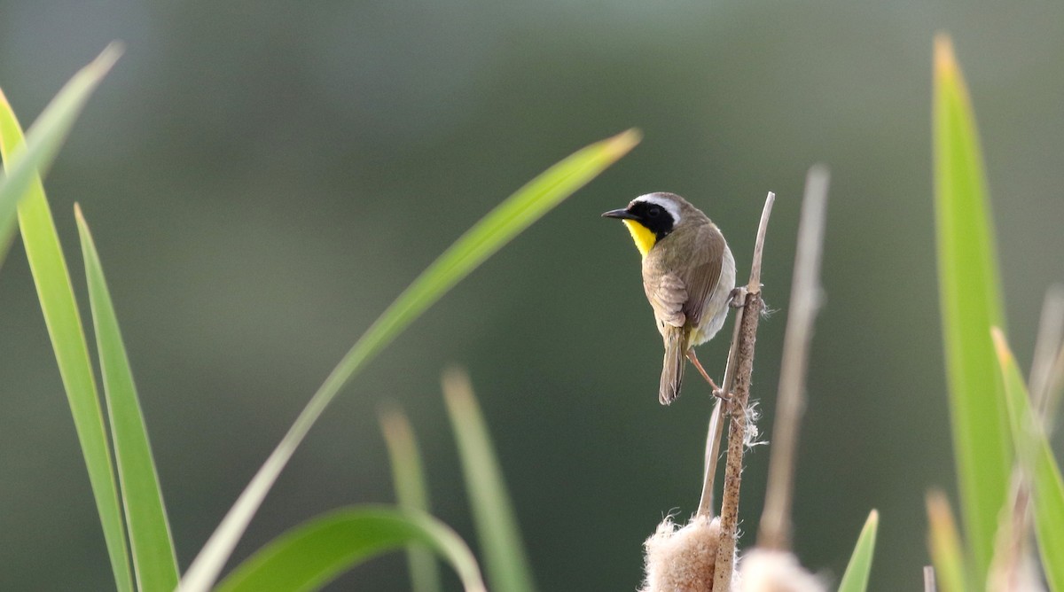 Common Yellowthroat - ML20086621