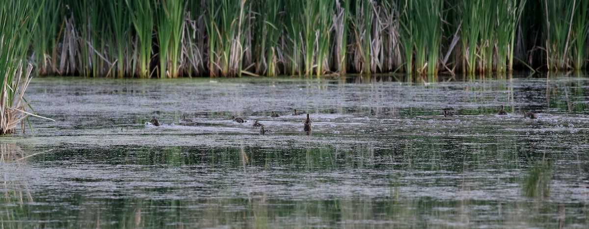 Blue-winged Teal - Jay McGowan