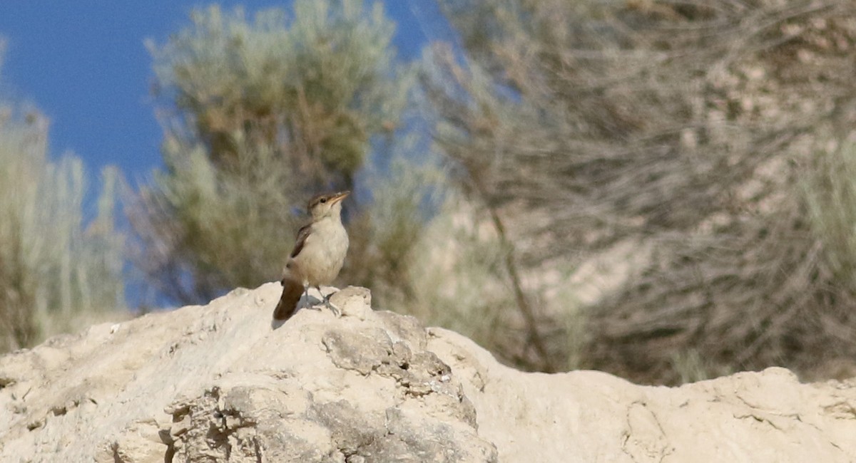 Rock Wren - ML20086641