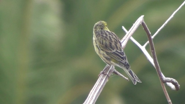 カナリア - ML200866441