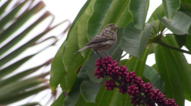 カナリア - ML200866451