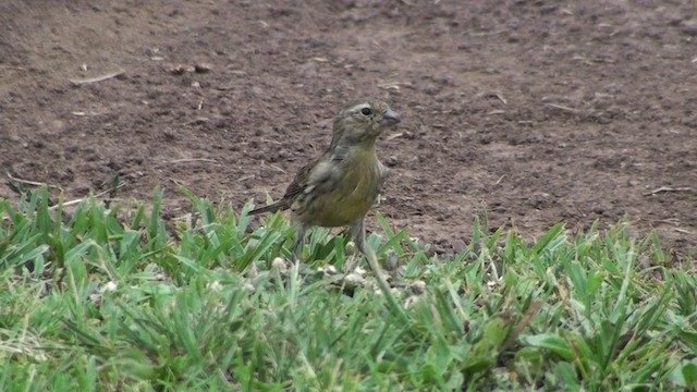 カナリア - ML200866461