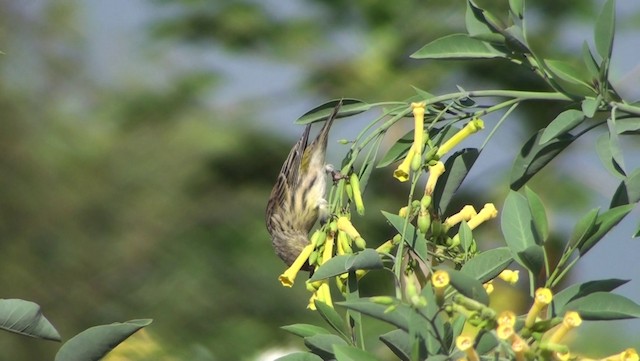 カナリア - ML200866471