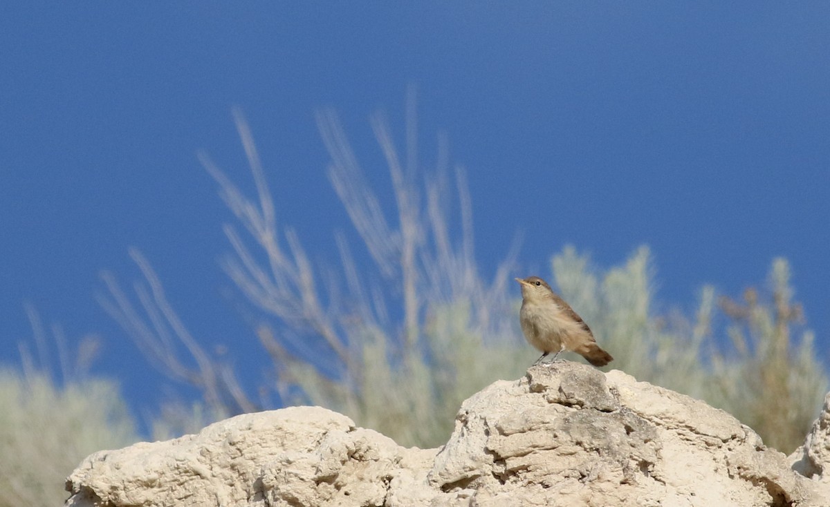 Rock Wren - ML20086651