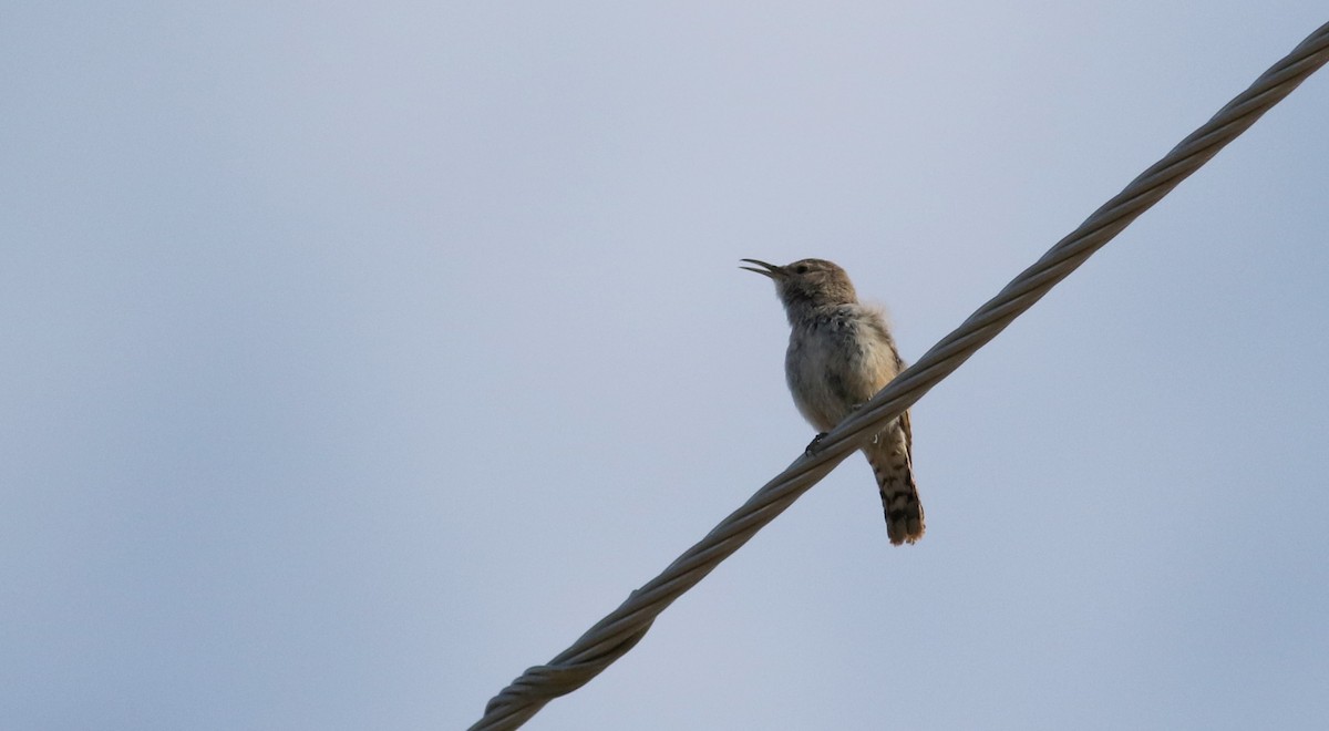 Rock Wren - ML20086661