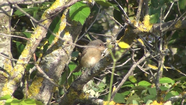 Western Subalpine Warbler - ML200866741