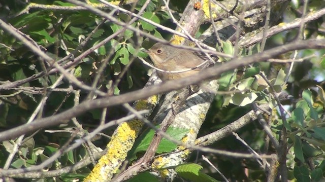 Western Subalpine Warbler - ML200866751