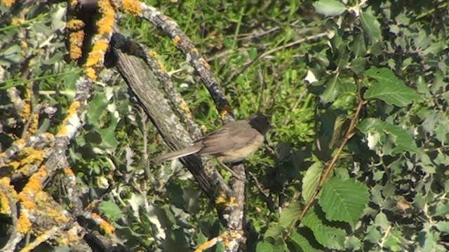 Western Subalpine Warbler - ML200866761