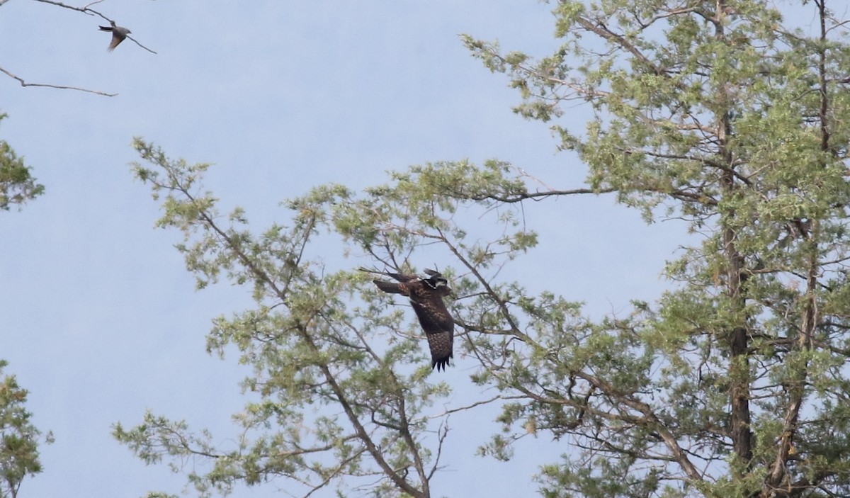 Red-tailed Hawk - ML20086681