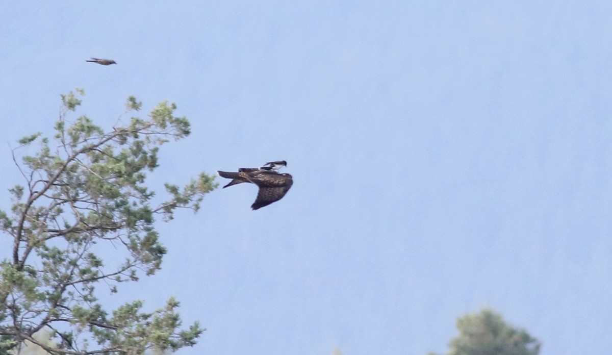 Red-tailed Hawk - ML20086691