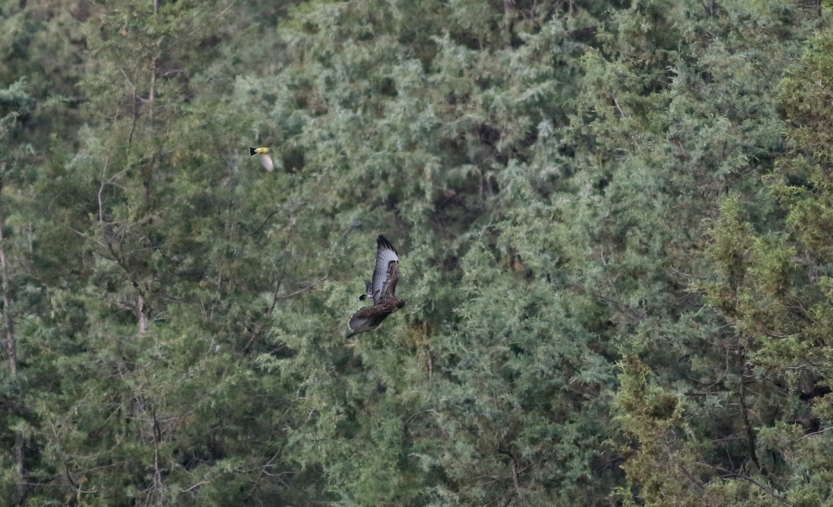 Red-tailed Hawk - ML20086701