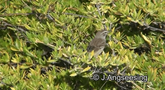 Reinita Palmera (palmarum) - ML200867051