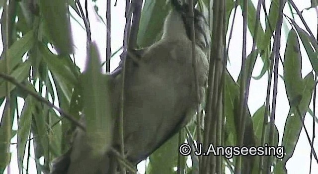 Нангиад бөлбөл - ML200867131