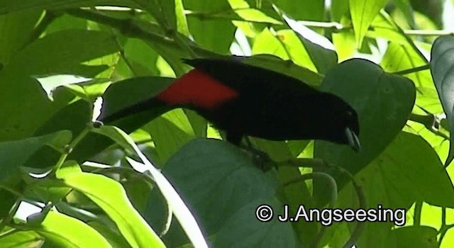 Scarlet-rumped Tanager (Passerini's) - ML200867171