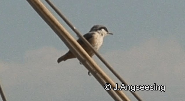 Sittelle de Neumayer - ML200867191