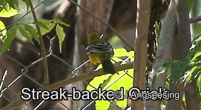 Streak-backed Oriole - ML200867241