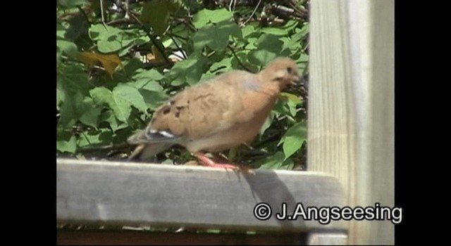 Zenaida Dove - ML200867261