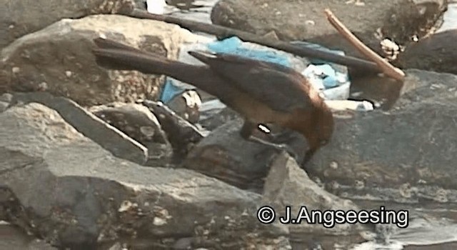 Great-tailed Grackle (Great-tailed) - ML200867331