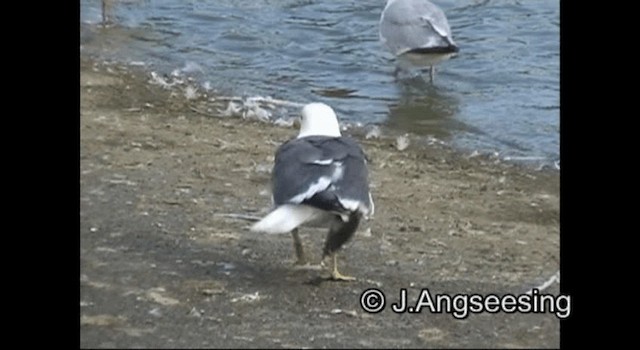 Lesser Black-backed Gull (graellsii) - ML200867351