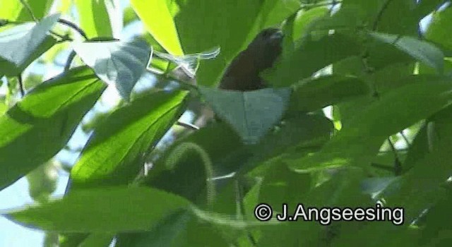 Scarlet-rumped Tanager (Passerini's) - ML200867391