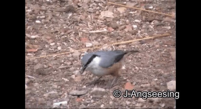 Sittelle de Neumayer - ML200867401