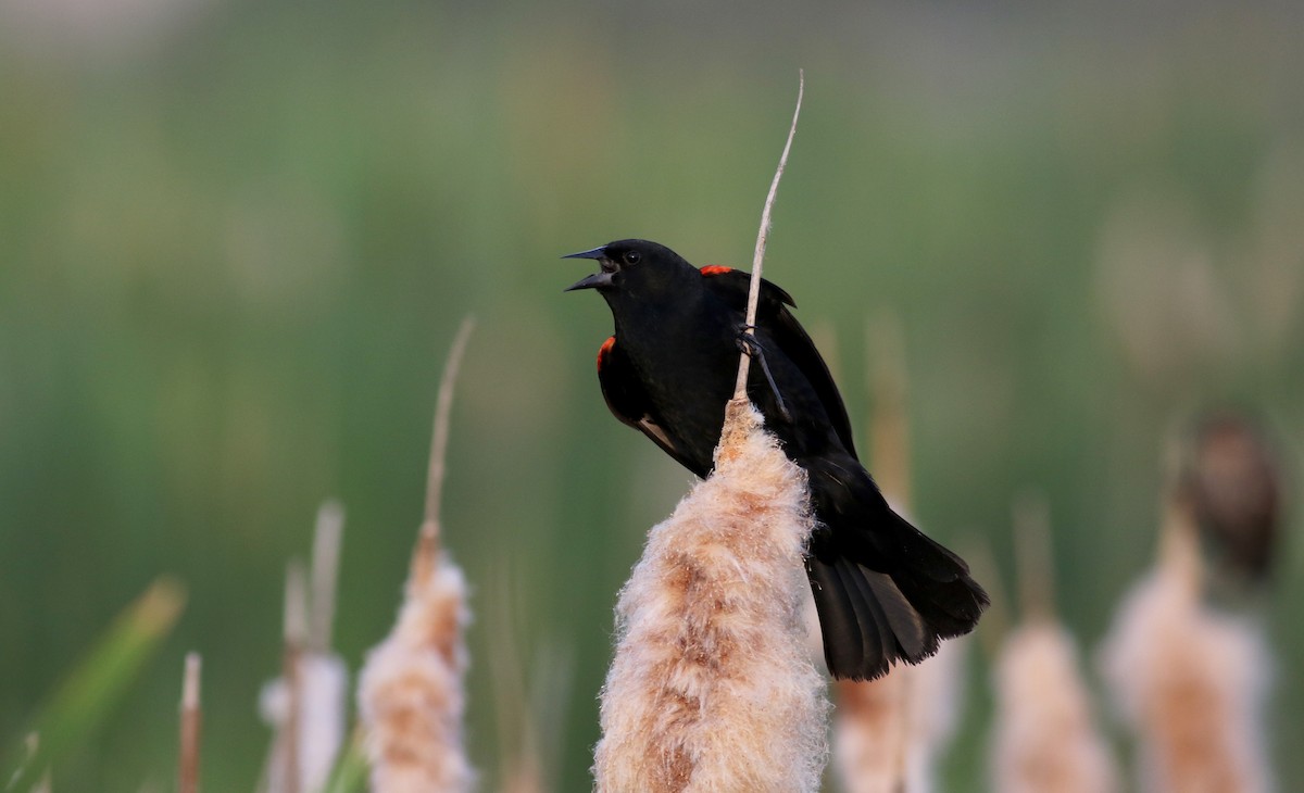 Red-winged Blackbird - ML20086741