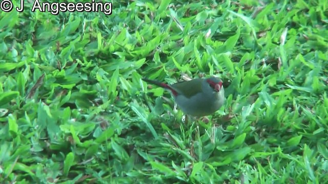 Red-browed Firetail - ML200867451