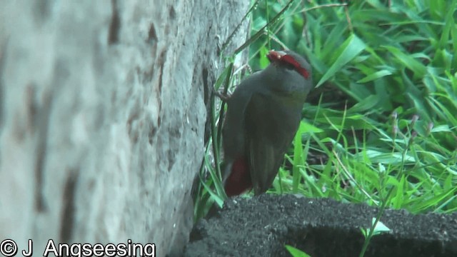 Red-browed Firetail - ML200867461