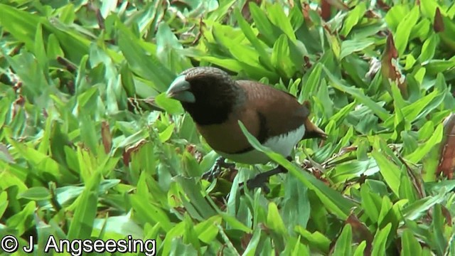 Chestnut-breasted Munia - ML200867471