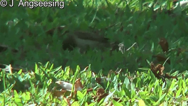 Chestnut-breasted Munia - ML200867481