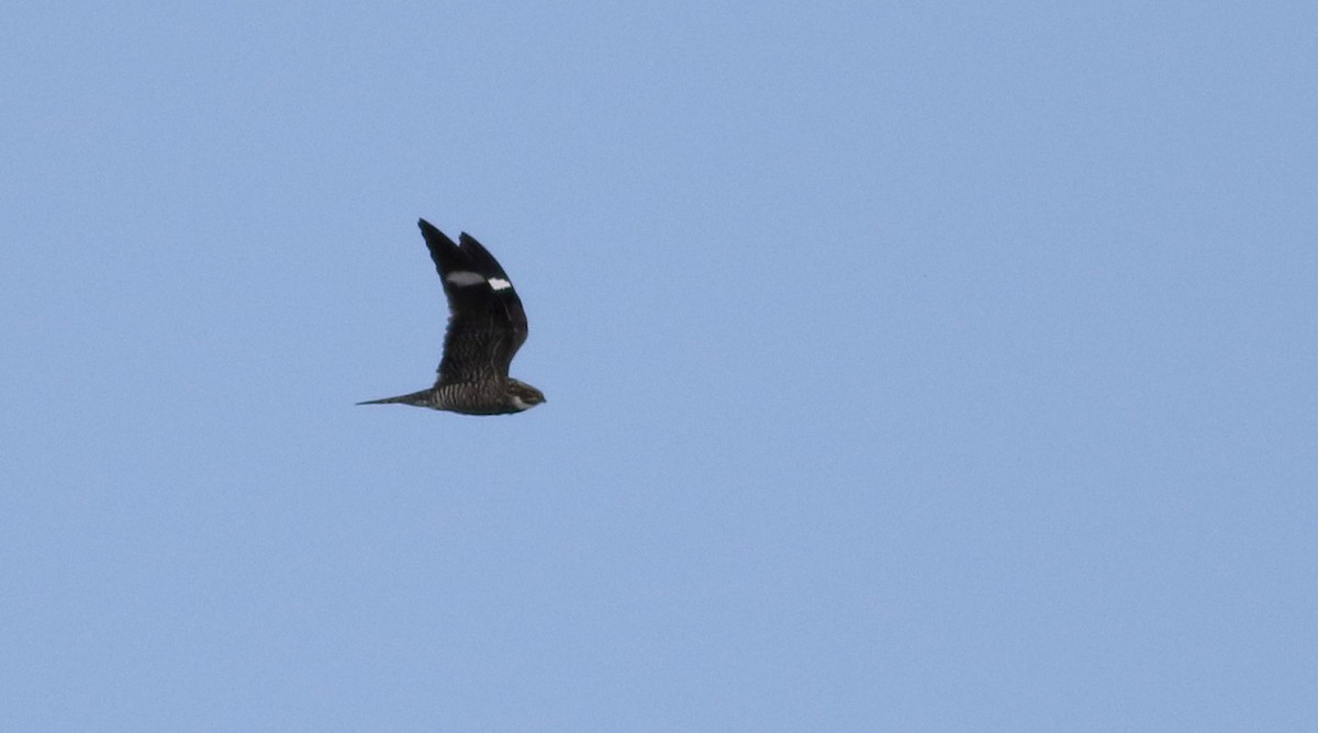 Common Nighthawk - ML20086751