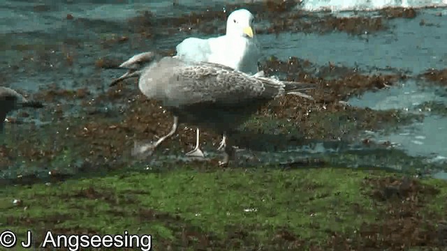 Glaucous-winged Gull - ML200867571