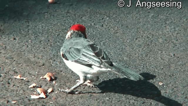 紅冠唐納雀 - ML200867621