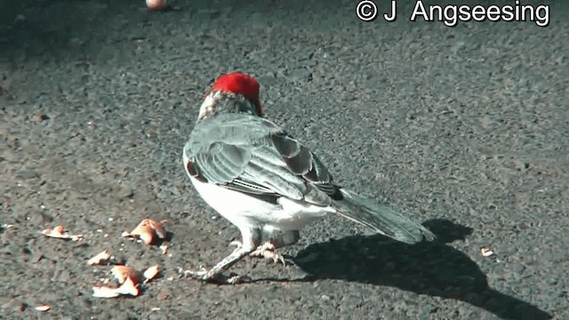 紅冠唐納雀 - ML200867621