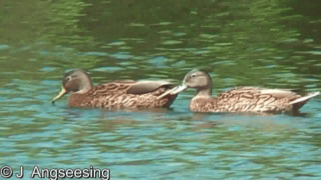 Hawaiian Duck - ML200867691