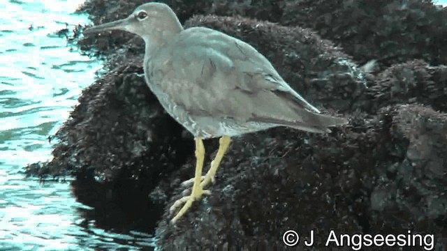 Wandering Tattler - ML200867711